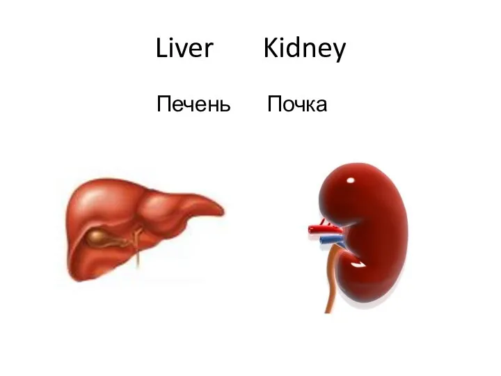 Liver Kidney Печень Почка
