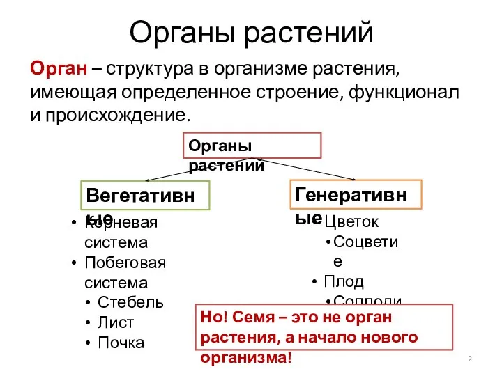 Органы растений Орган – структура в организме растения, имеющая определенное строение, функционал