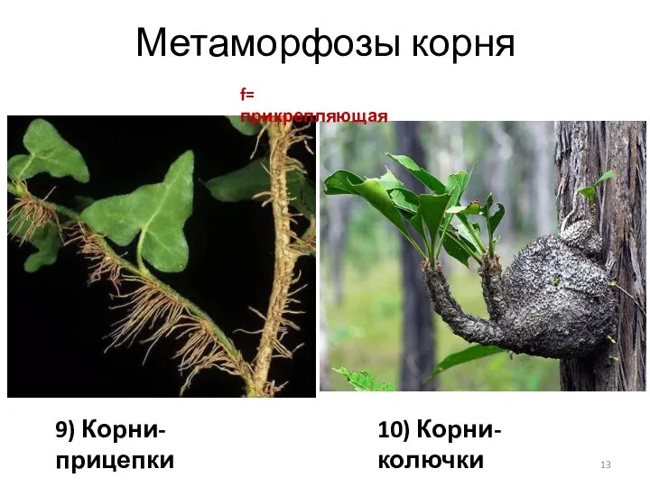 Метаморфозы корня 9) Корни-прицепки 10) Корни-колючки f= прикрепляющая