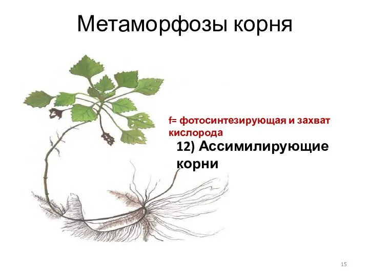 Метаморфозы корня 12) Ассимилирующие корни f= фотосинтезирующая и захват кислорода