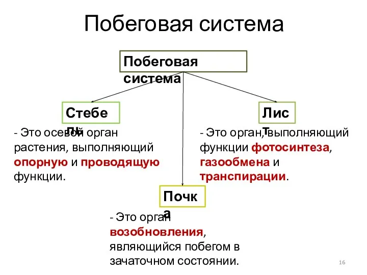 Побеговая система