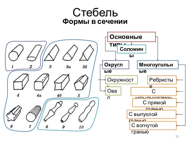 Стебель Формы в сечении