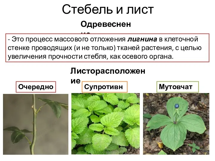 Стебель и лист Одревеснение - Это процесс массового отложения лигнина в клеточной