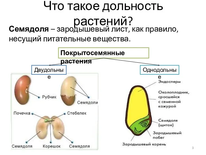 Что такое дольность растений? Семядоля – зародышевый лист, как правило, несущий питательные вещества.