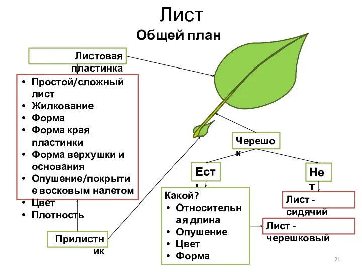 Лист Общей план Листовая пластинка Черешок Прилистник Есть Нет Лист - сидячий