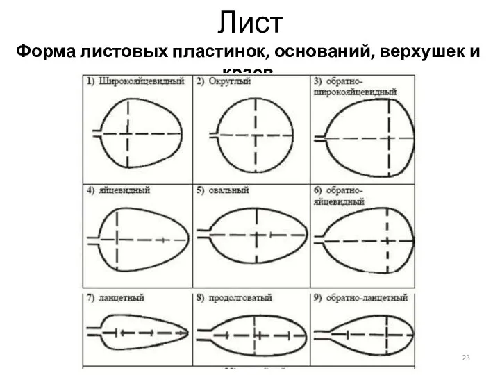 Лист Форма листовых пластинок, оснований, верхушек и краев