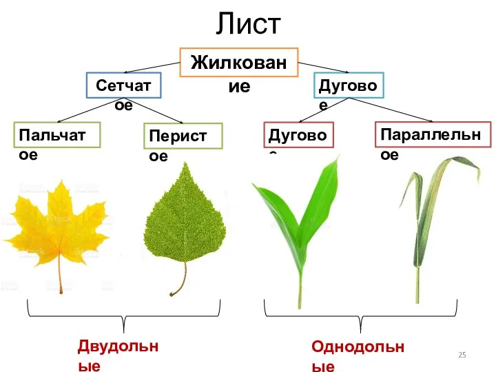 Лист Жилкование Сетчатое Дуговое Перистое Пальчатое Дуговое Параллельное Двудольные Однодольные