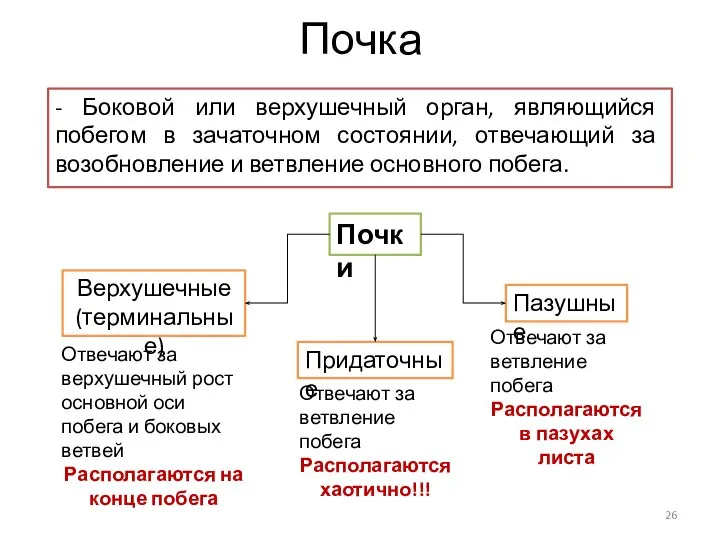 Почка - Боковой или верхушечный орган, являющийся побегом в зачаточном состоянии, отвечающий