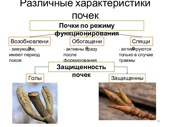 Различные характеристики почек