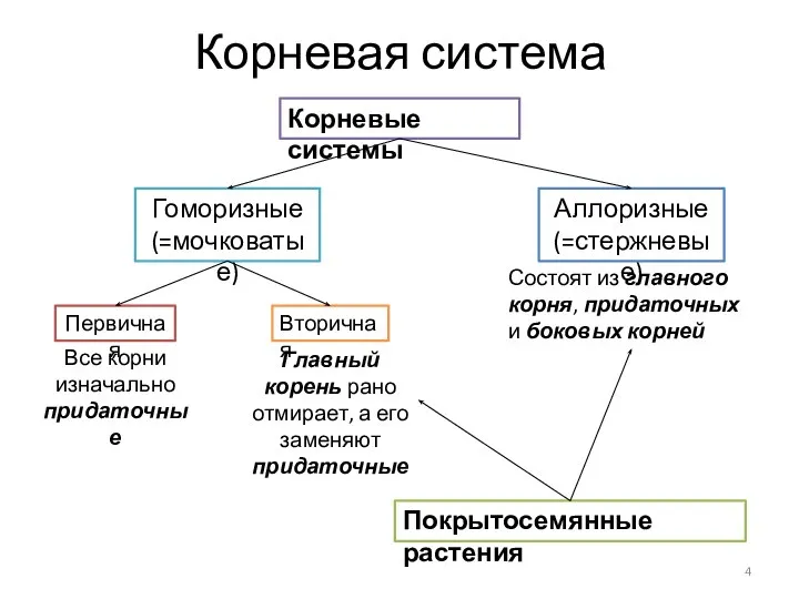 Корневая система Корневые системы Гоморизные (=мочковатые) Аллоризные (=стержневые) Первичная Вторичная Все корни