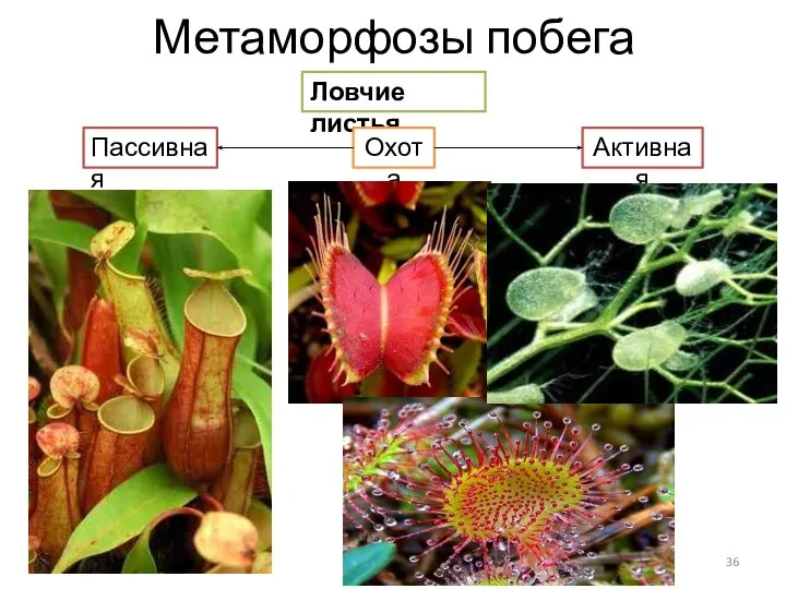 Метаморфозы побега Ловчие листья Охота Пассивная Активная