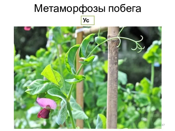 Метаморфозы побега Усы