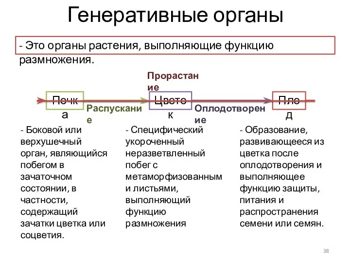 Генеративные органы - Это органы растения, выполняющие функцию размножения.