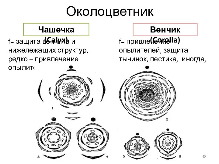 Околоцветник Чашечка (Calyx) Венчик (Corolla) f= защита венчика и нижележащих структур, редко