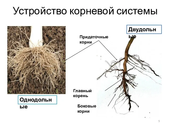 Устройство корневой системы Придаточные корни Главный корень Боковые корни Однодольные Двудольные