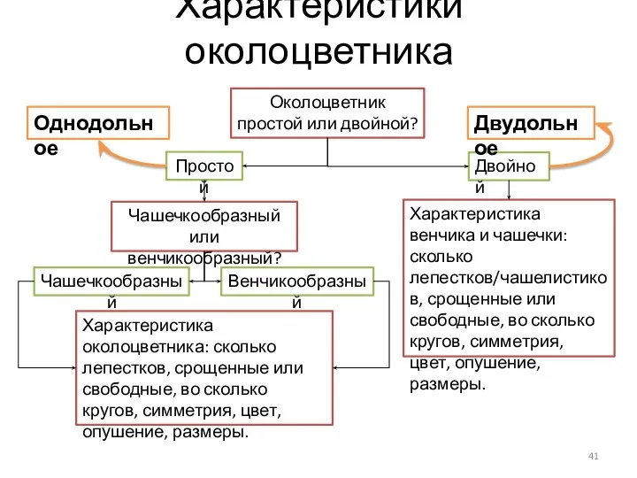 Характеристики околоцветника Околоцветник простой или двойной? Простой Двойной Чашечкообразный или венчикообразный? Чашечкообразный