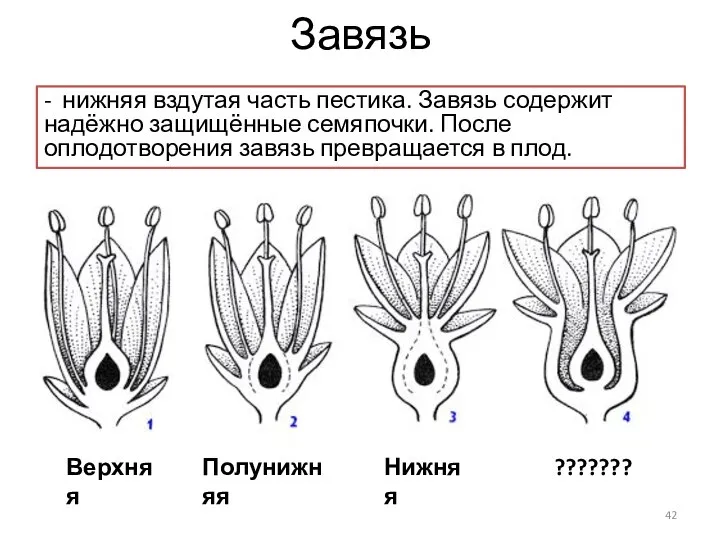 Завязь - нижняя вздутая часть пестика. Завязь содержит надёжно защищённые семяпочки. После