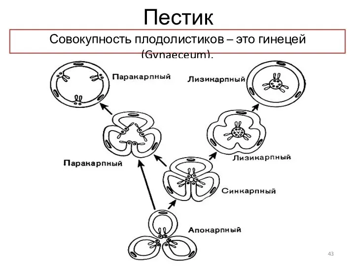 Пестик Совокупность плодолистиков – это гинецей (Gynaeceum).