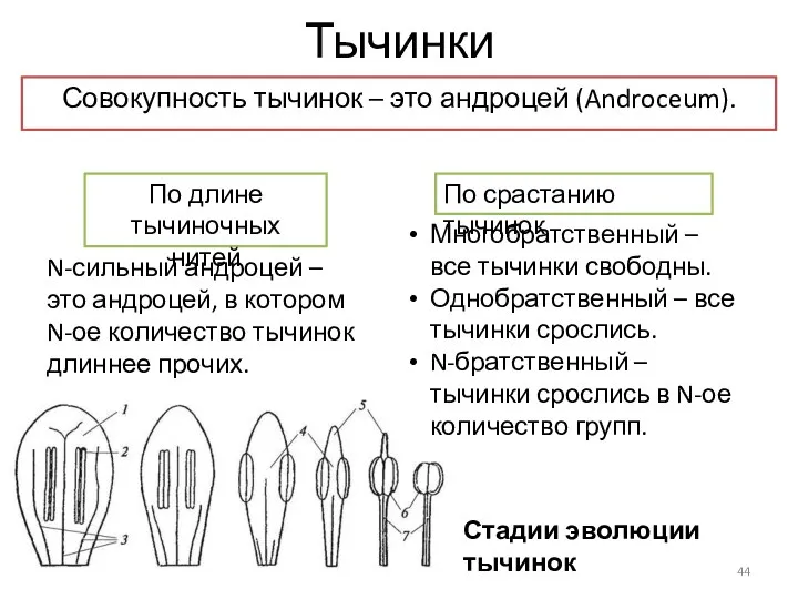 Тычинки Совокупность тычинок – это андроцей (Androceum). По длине тычиночных нитей N-сильный