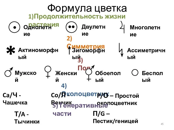 Формула цветка 1)Продолжительность жизни растения Двулетние Однолетние Многолетние 2)Симметрия * Актиноморфный Зигоморфный