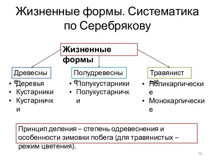 Жизненные формы. Систематика по Серебрякову Жизненные формы Древесные Полудревесные Травянистые Деревья Кустарники