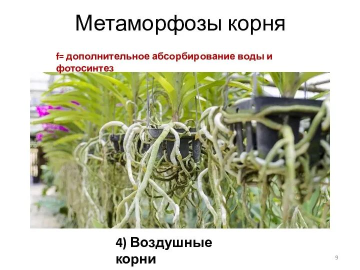 Метаморфозы корня 4) Воздушные корни f= дополнительное абсорбирование воды и фотосинтез