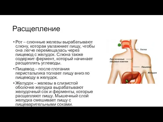 Расщепление Рот – слюнные железы вырабатывают слюну, которая увлажняет пищу, чтобы она