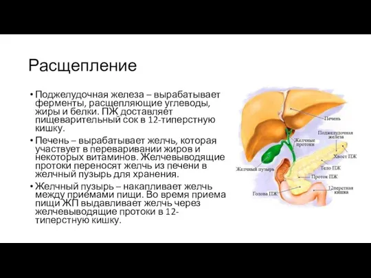 Расщепление Поджелудочная железа – вырабатывает ферменты, расщепляющие углеводы, жиры и белки. ПЖ