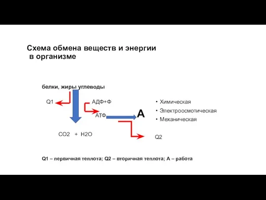 Схема обмена веществ и энергии в организме белки, жиры углеводы Q1 АДФ+Ф