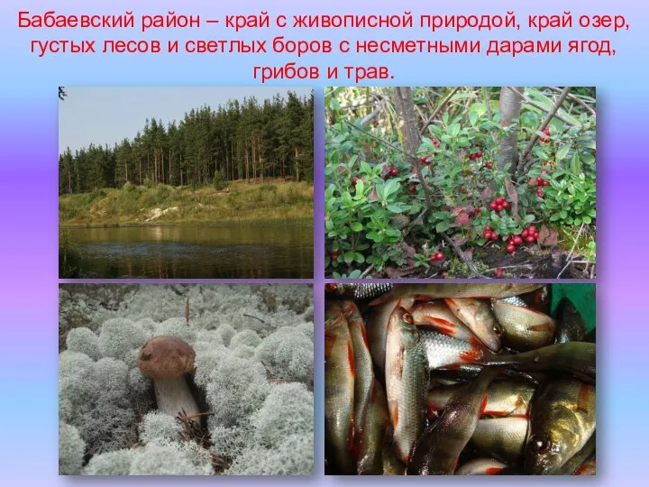 Бабаевский район – край с живописной природой, край озер, густых лесов и