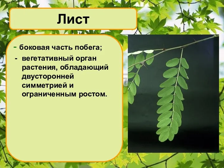 Лист - боковая часть побега; вегетативный орган растения, обладающий двусторонней симметрией и ограниченным ростом.