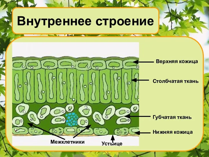 Внутреннее строение Верхняя кожица Столбчатая ткань Губчатая ткань Нижняя кожица Устьице Межклетники