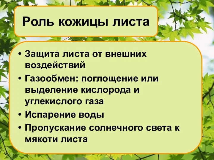 Роль кожицы листа Защита листа от внешних воздействий Газообмен: поглощение или выделение