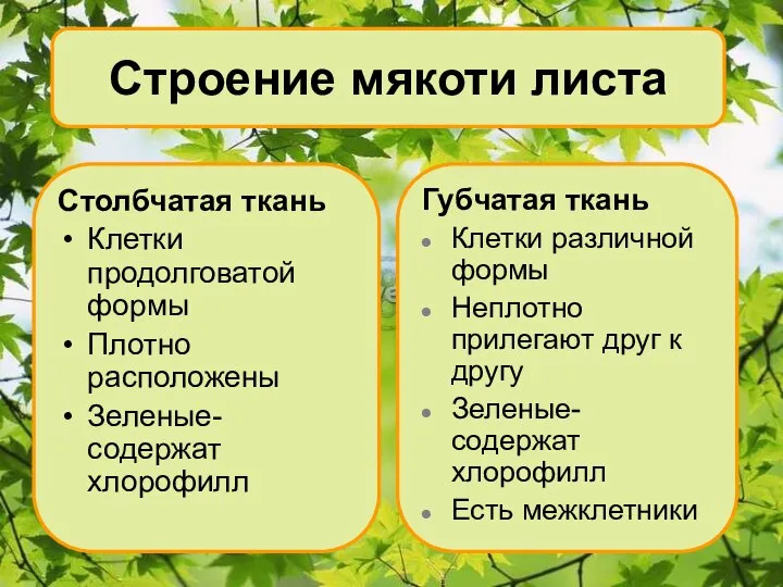 Строение мякоти листа Столбчатая ткань Клетки продолговатой формы Плотно расположены Зеленые- содержат