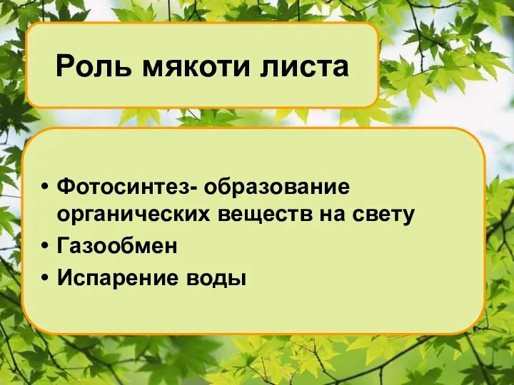 Роль мякоти листа Фотосинтез- образование органических веществ на свету Газообмен Испарение воды