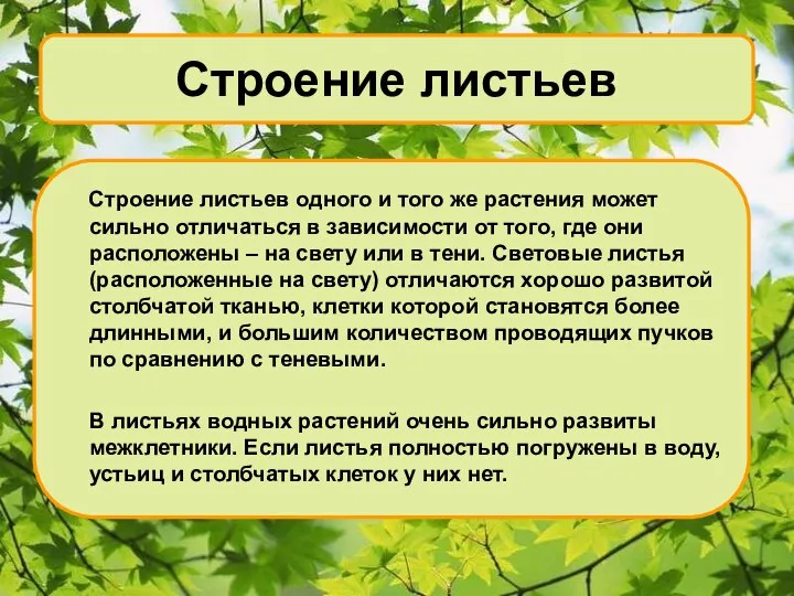 Строение листьев Строение листьев одного и того же растения может сильно отличаться