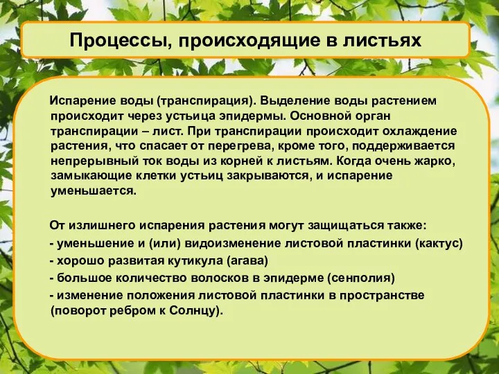 Процессы, происходящие в листьях Испарение воды (транспирация). Выделение воды растением происходит через