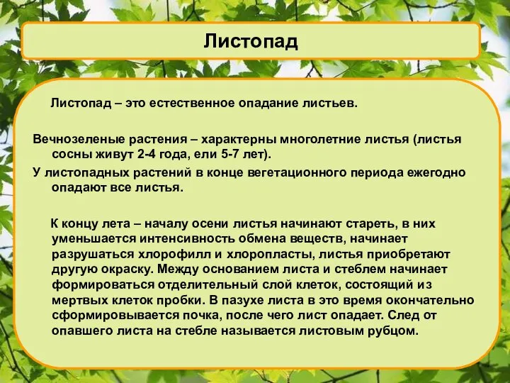 Листопад Листопад – это естественное опадание листьев. Вечнозеленые растения – характерны многолетние