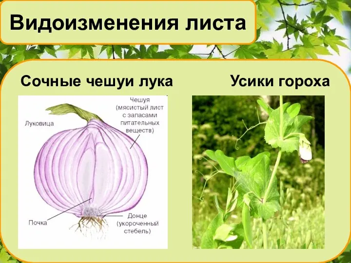 Сочные чешуи лука Усики гороха Видоизменения листа