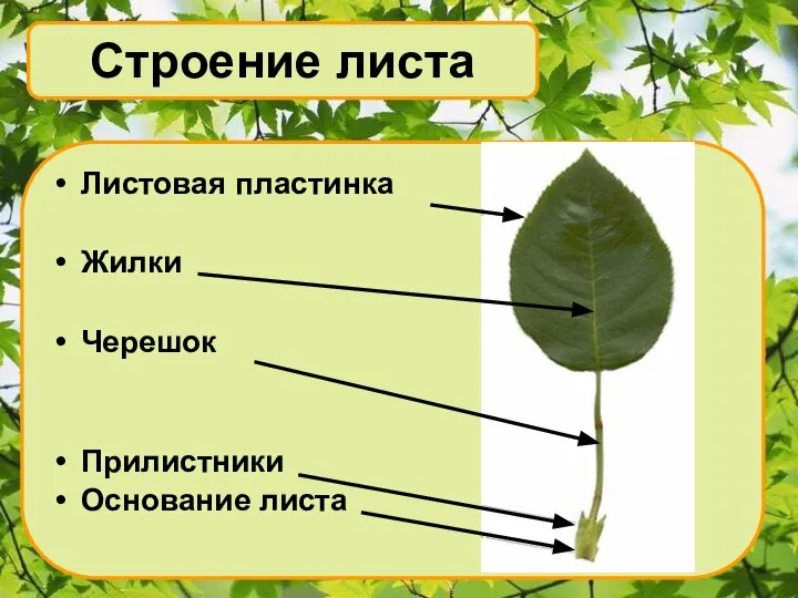 Листовая пластинка Жилки Черешок Прилистники Основание листа Строение листа