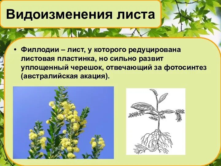 Филлодии – лист, у которого редуцирована листовая пластинка, но сильно развит уплощенный