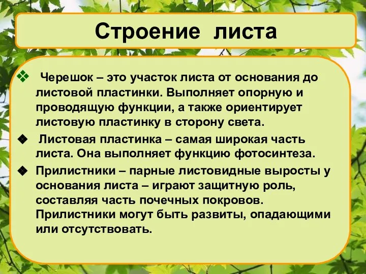 Строение листа Черешок – это участок листа от основания до листовой пластинки.