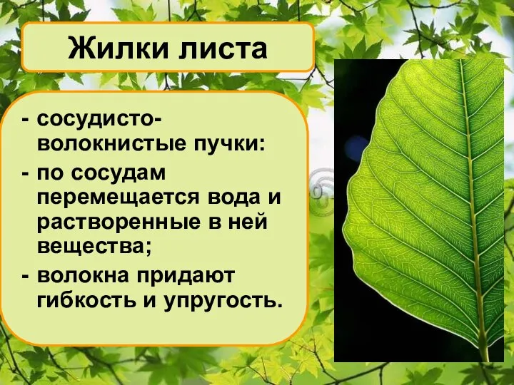 Жилки листа сосудисто- волокнистые пучки: по сосудам перемещается вода и растворенные в