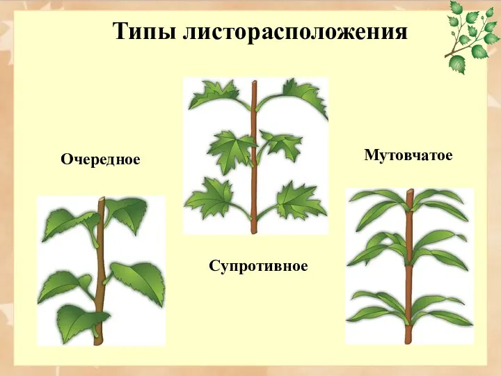 Типы листорасположения Очередное Мутовчатое Супротивное