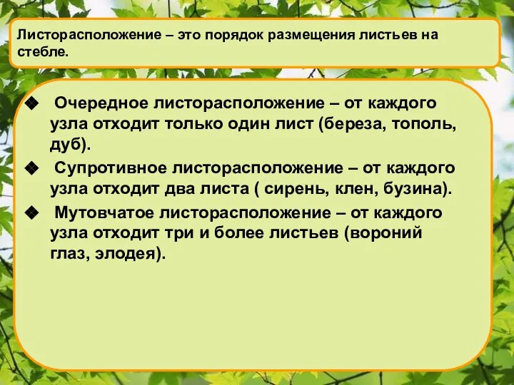 Листорасположение – это порядок размещения листьев на стебле. Очередное листорасположение – от