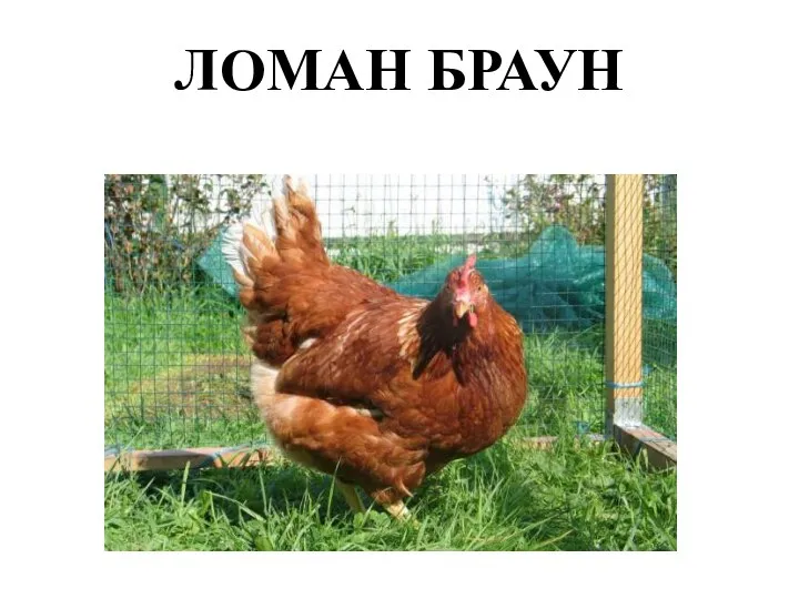 ЛОМАН БРАУН