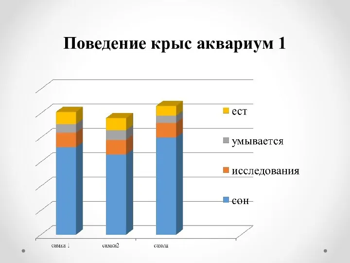 Поведение крыс аквариум 1