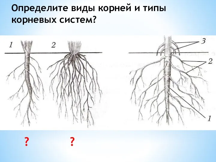 Определите виды корней и типы корневых систем? ? ?