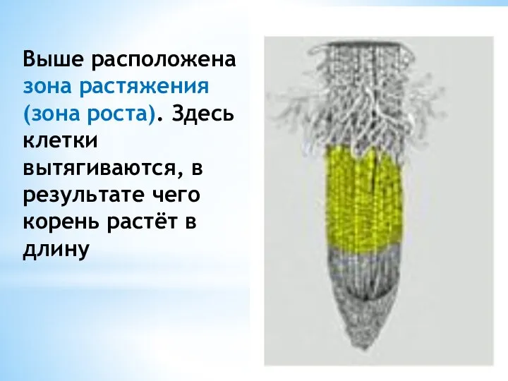 Выше расположена зона растяжения (зона роста). Здесь клетки вытягиваются, в результате чего корень растёт в длину