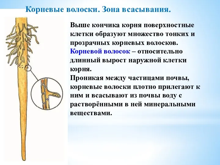 Корневые волоски. Зона всасывания. Выше кончика корня поверхностные клетки образуют множество тонких